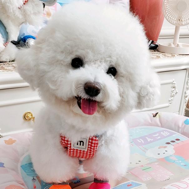 妮宝🐕