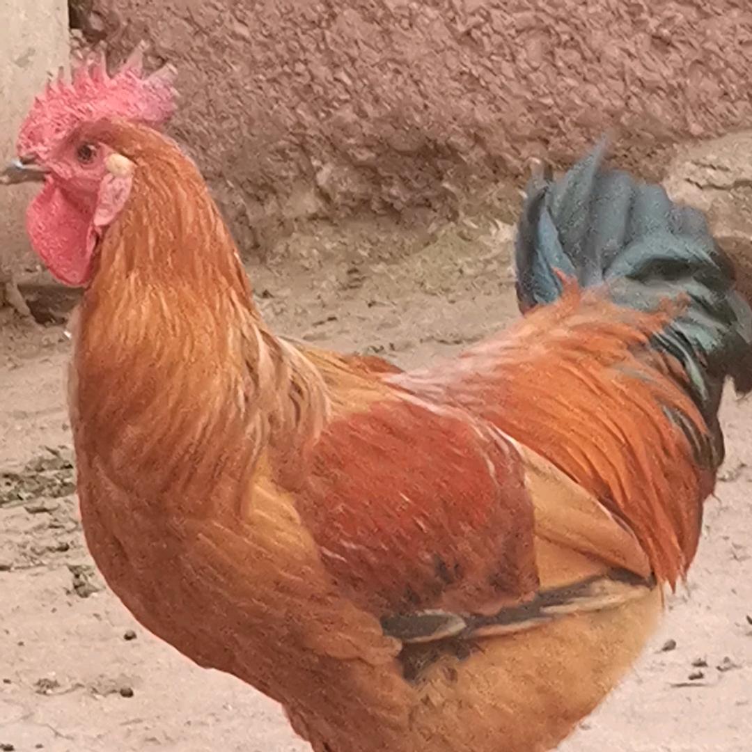 🐔一只梦想成为凤凰的岩鹰鸡🐔