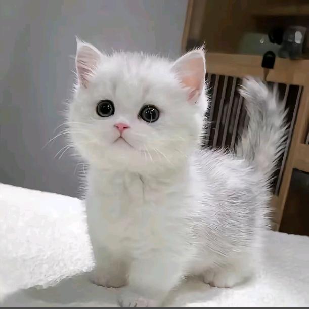 凌晨一点的猫