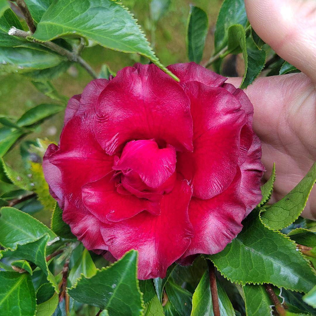 福建梦植花卉
