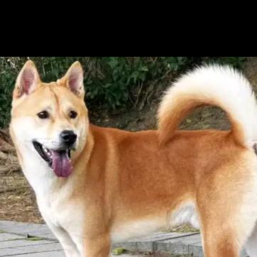 🌈招财💰田园犬