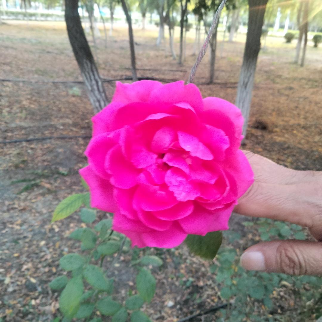 水清梦蓝