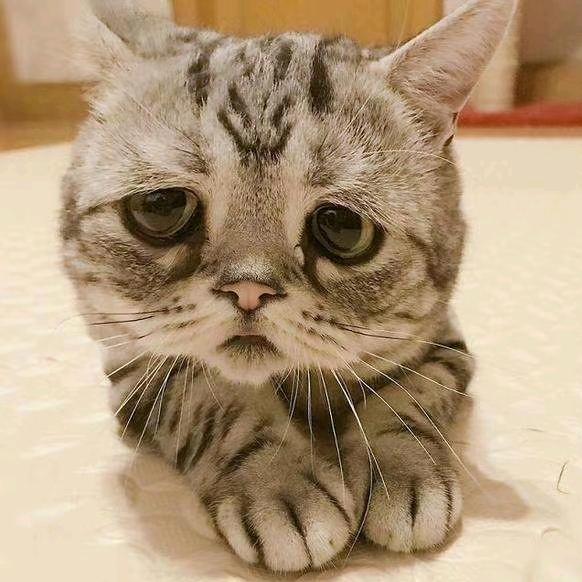 ❁* 白茶不予 و✧