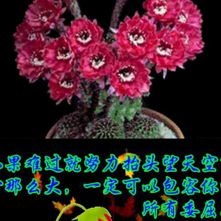 💐💐善良的人💖💖