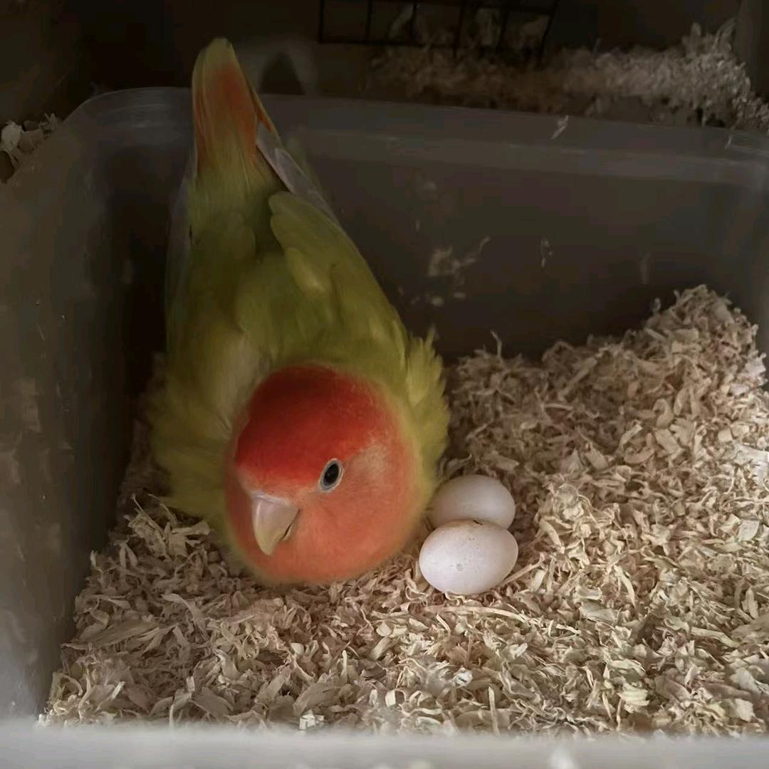 🦜00乡村养鸟人（黄埔知识城）