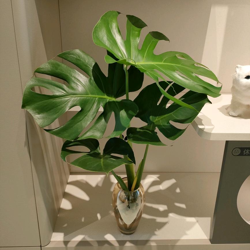 叶语时光绿植店