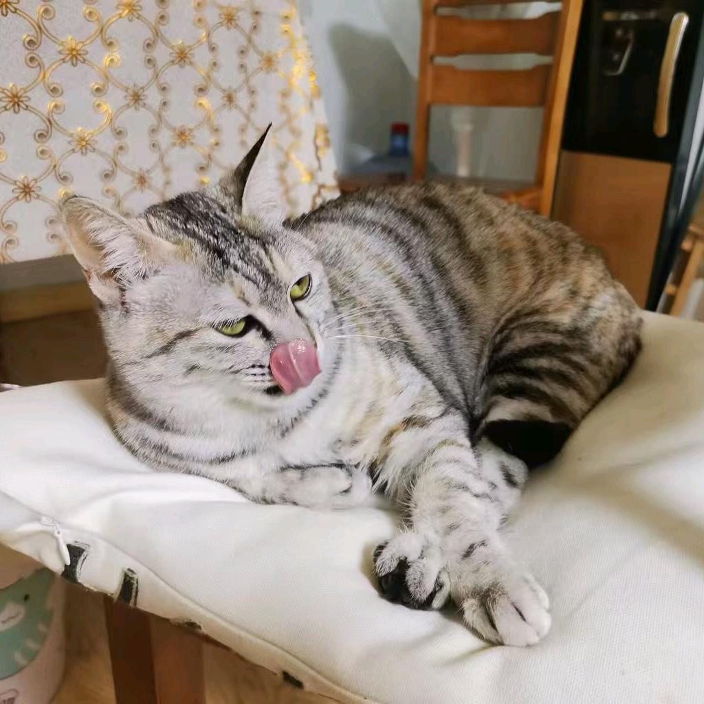 我先崽了你