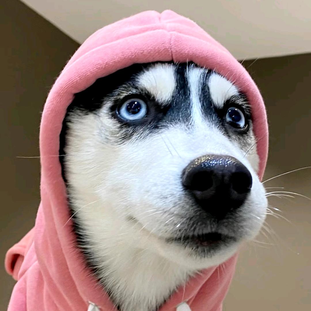 哈哈哈士奇