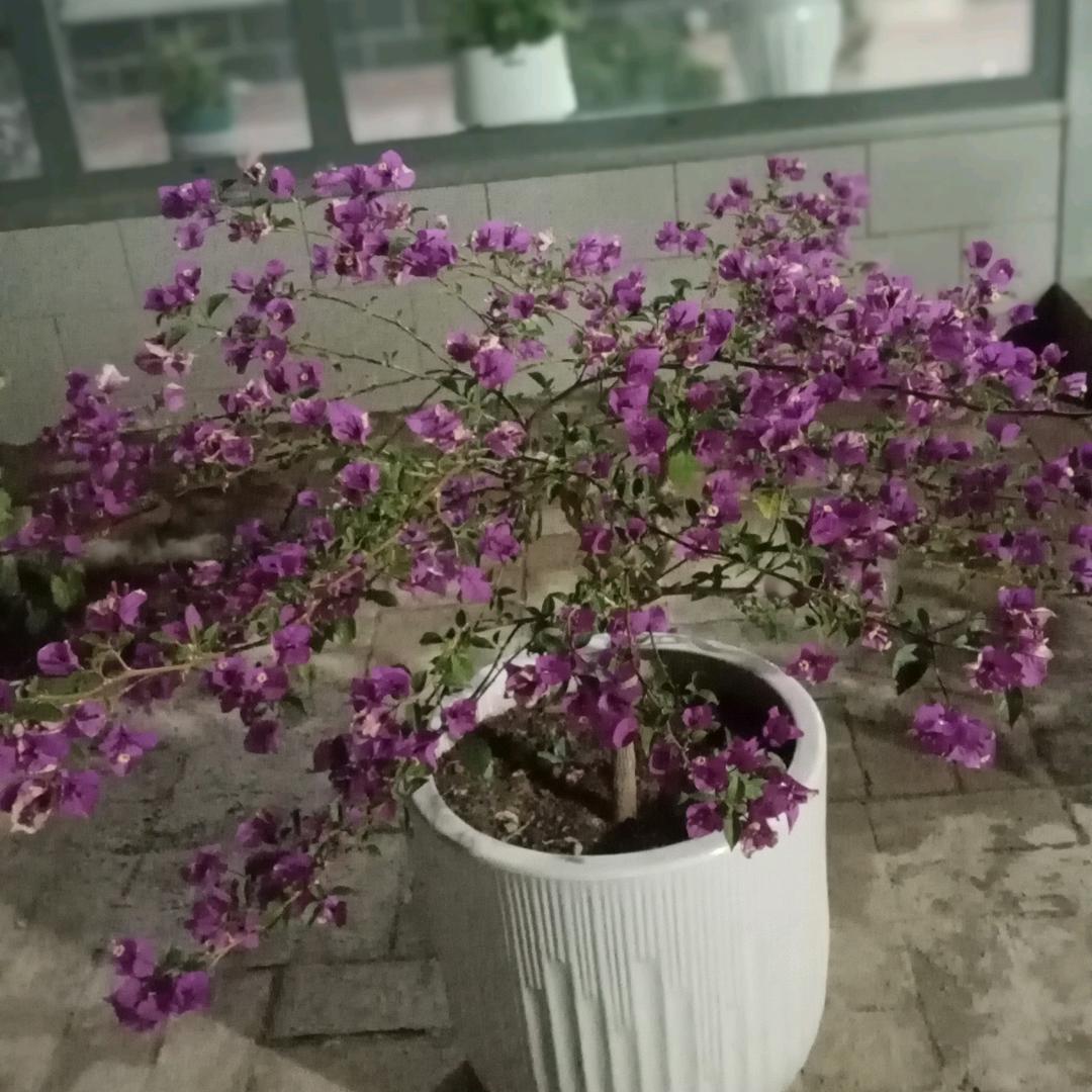 贤妻良母