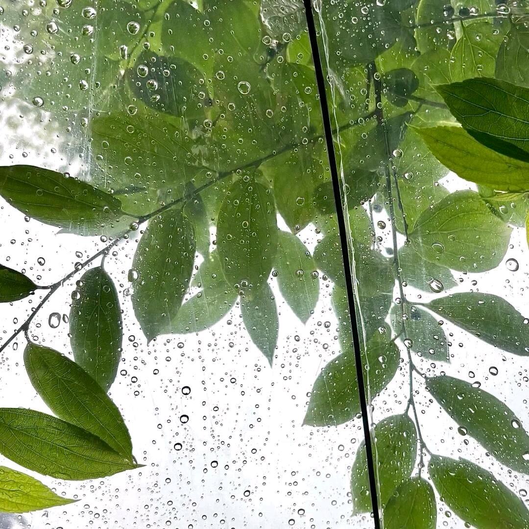 茉莉海