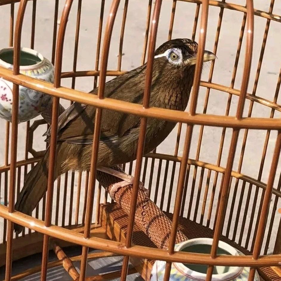 达飞鸟食