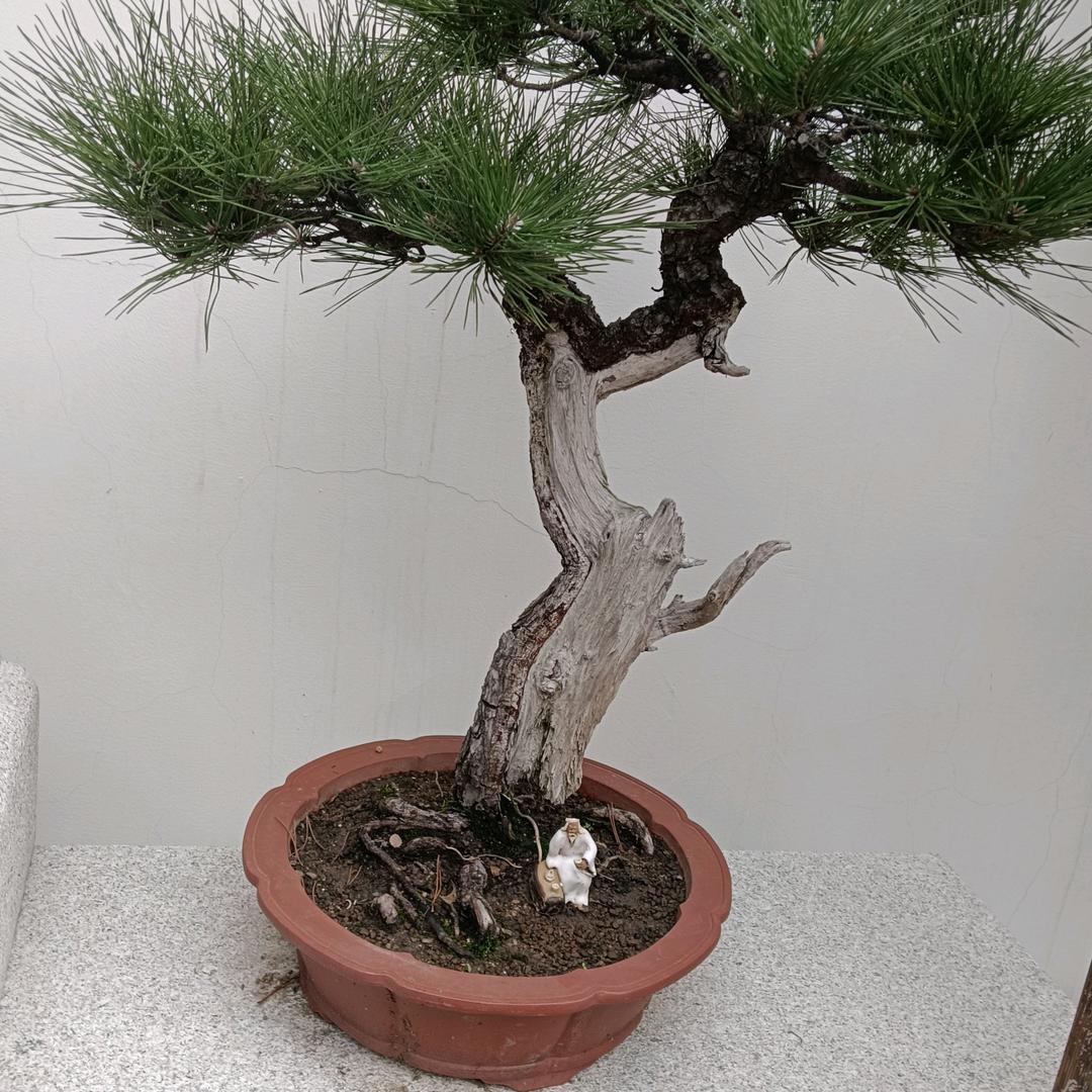 为我独尊
