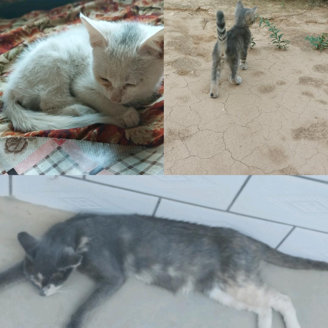 猫奴蕊蕊