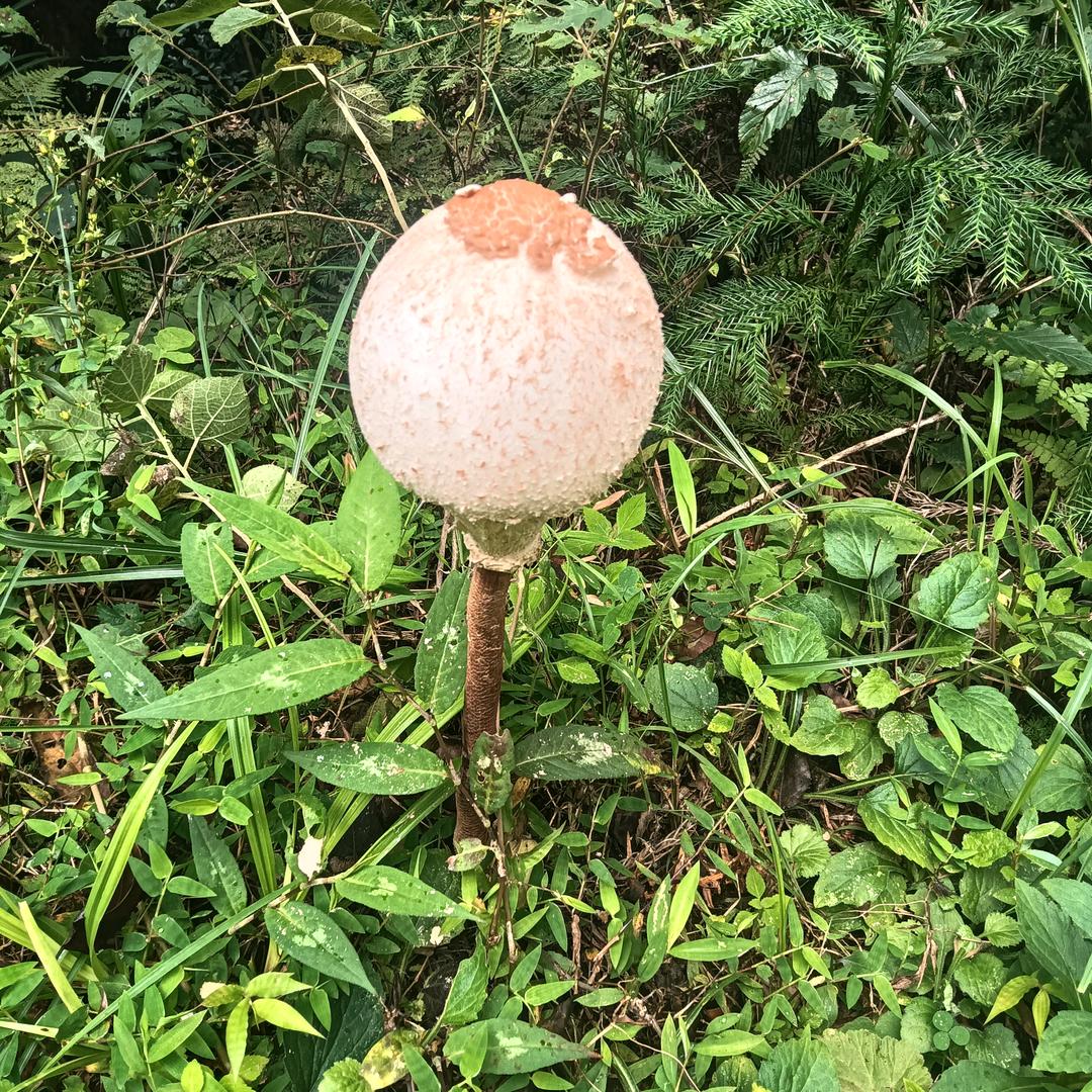 烟花在美不过晚上