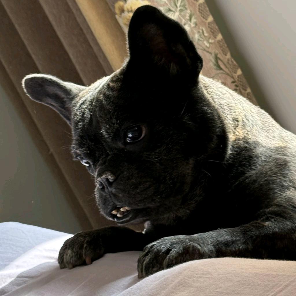 大鱼潮玩搞起来！