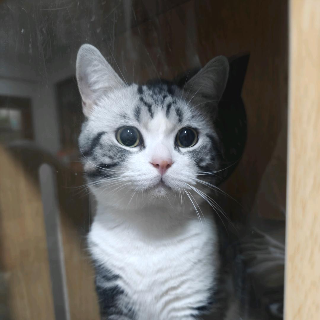 阿泰家的小猪咪