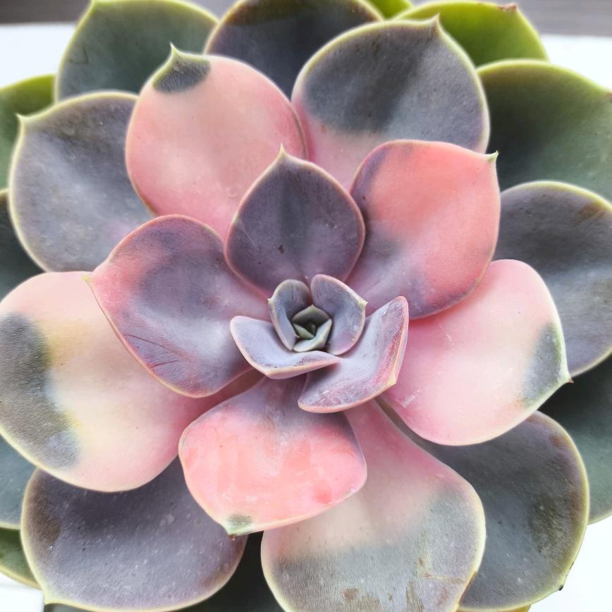 小静怡
