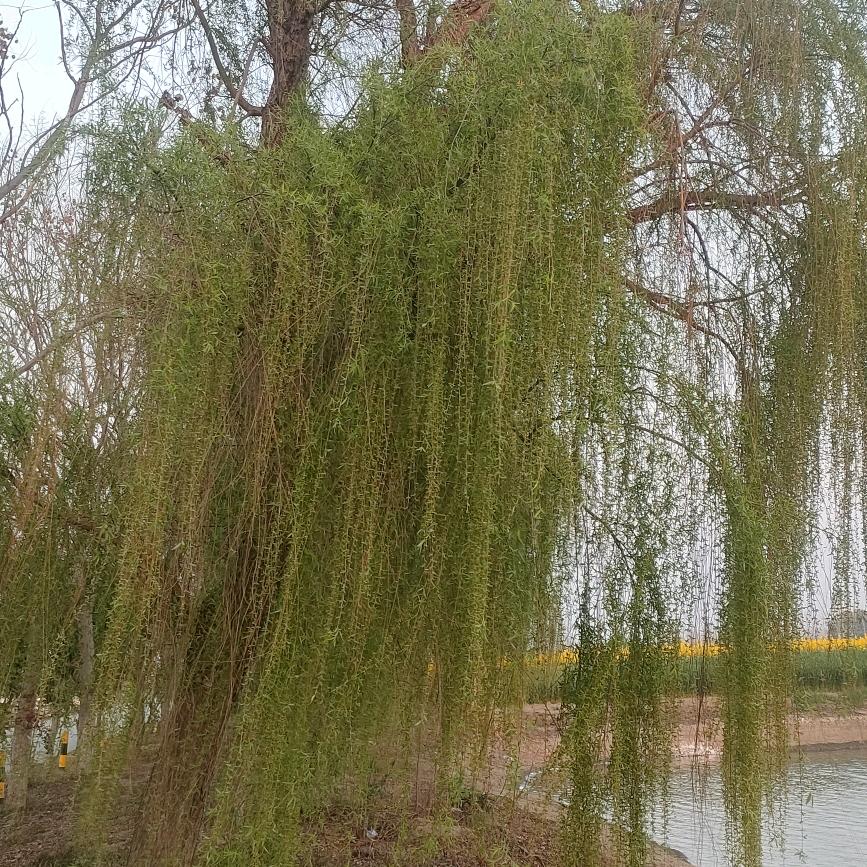油菜花