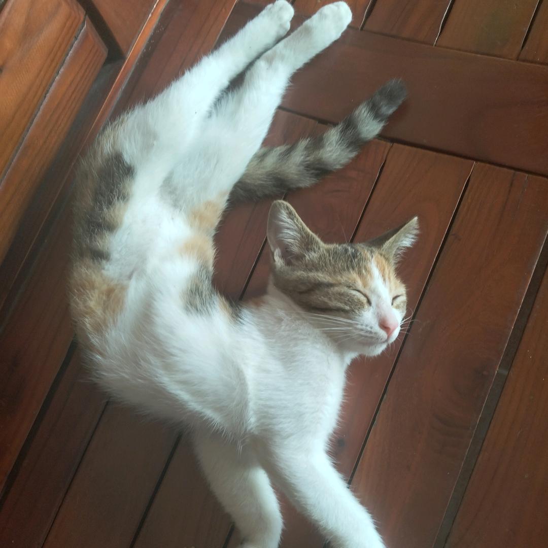 悲喜自渡