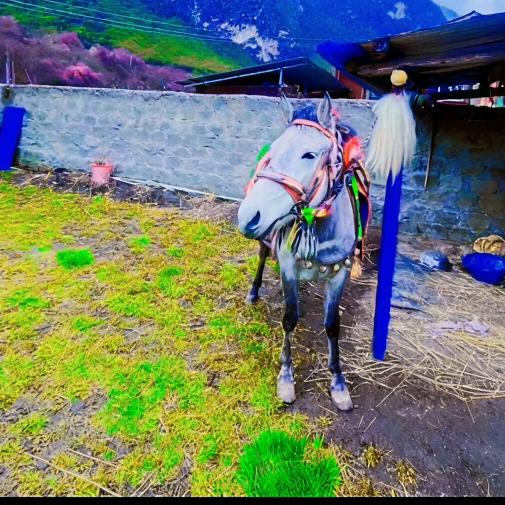 藏马平台🐎