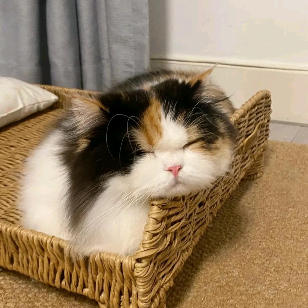 蔡饱饱