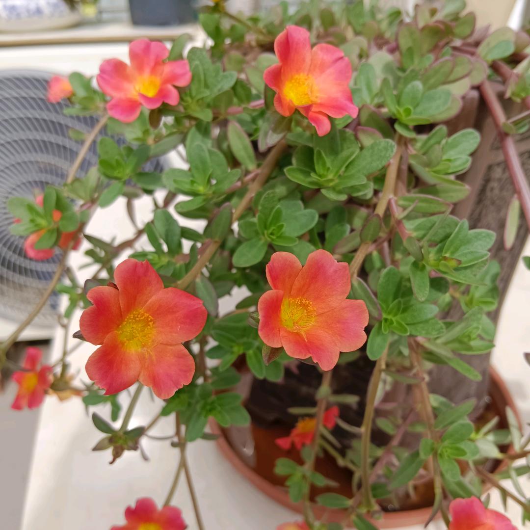 ⋆̩☂︎*̣̩霞霞