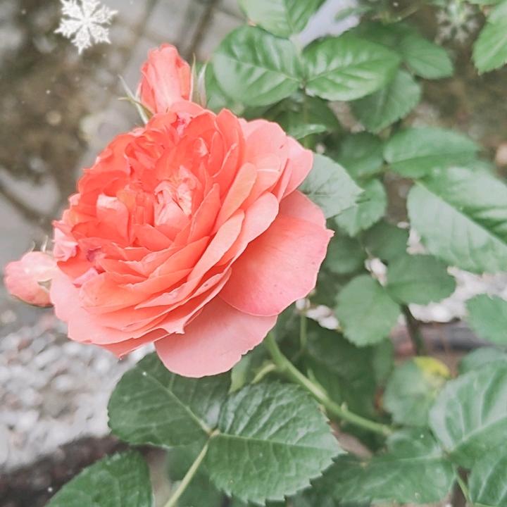 天天幸福