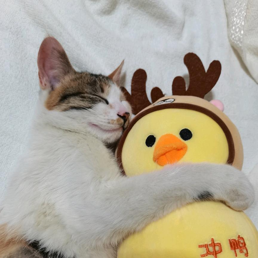 我爱睡觉