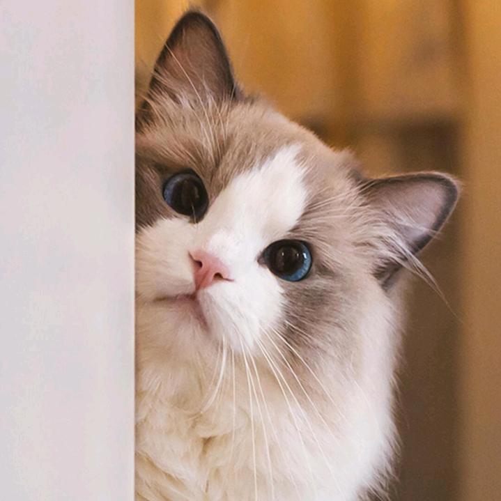 我在红果看大奶头像