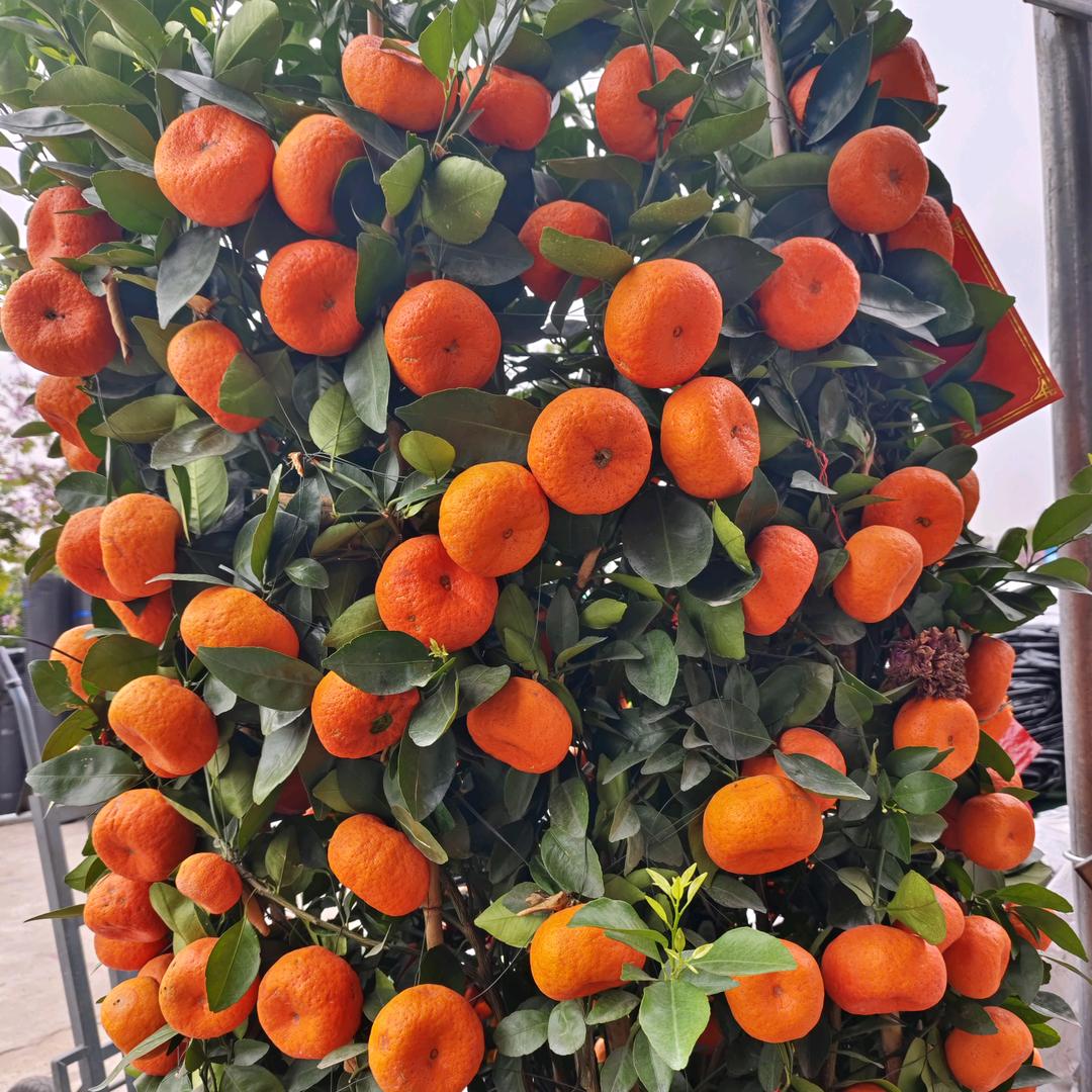 人生就像一盘棋