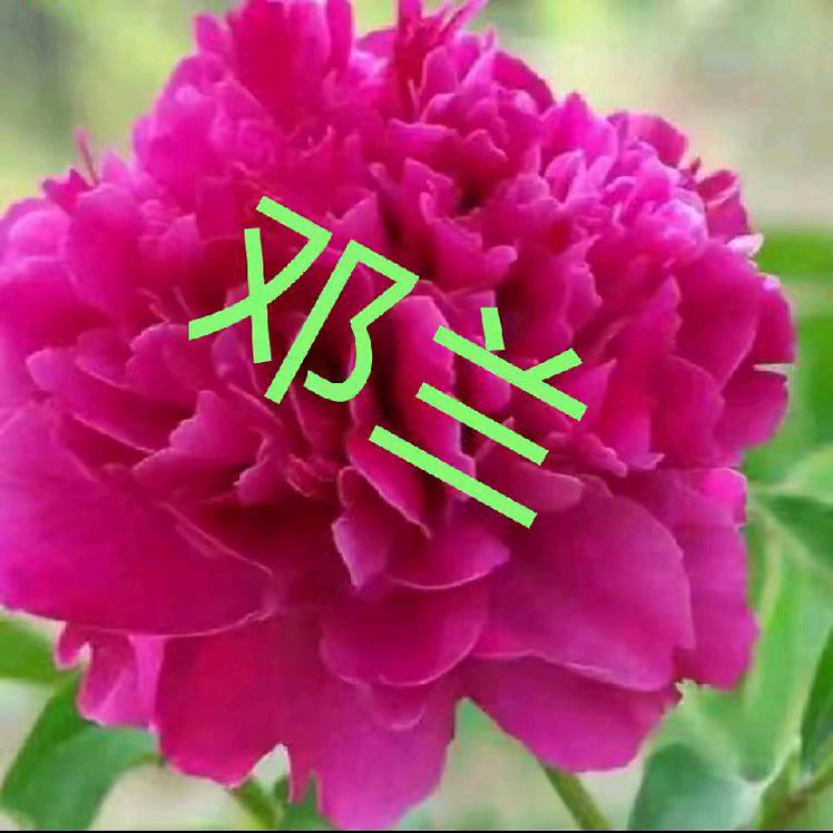 💞邓蓝💞