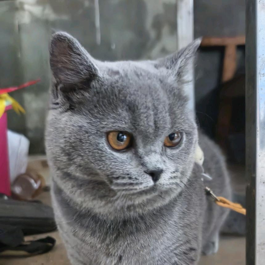 鲸小鱼  ້໌ᮨ