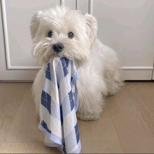 蒜了吧🧄