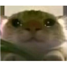 鸡毛哥