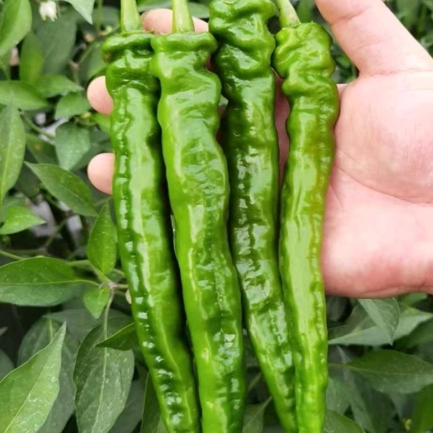 耒阳种菜的小伙