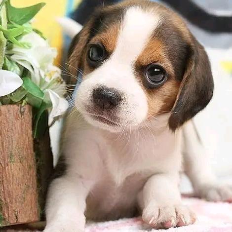 健康美丽咨询顾问