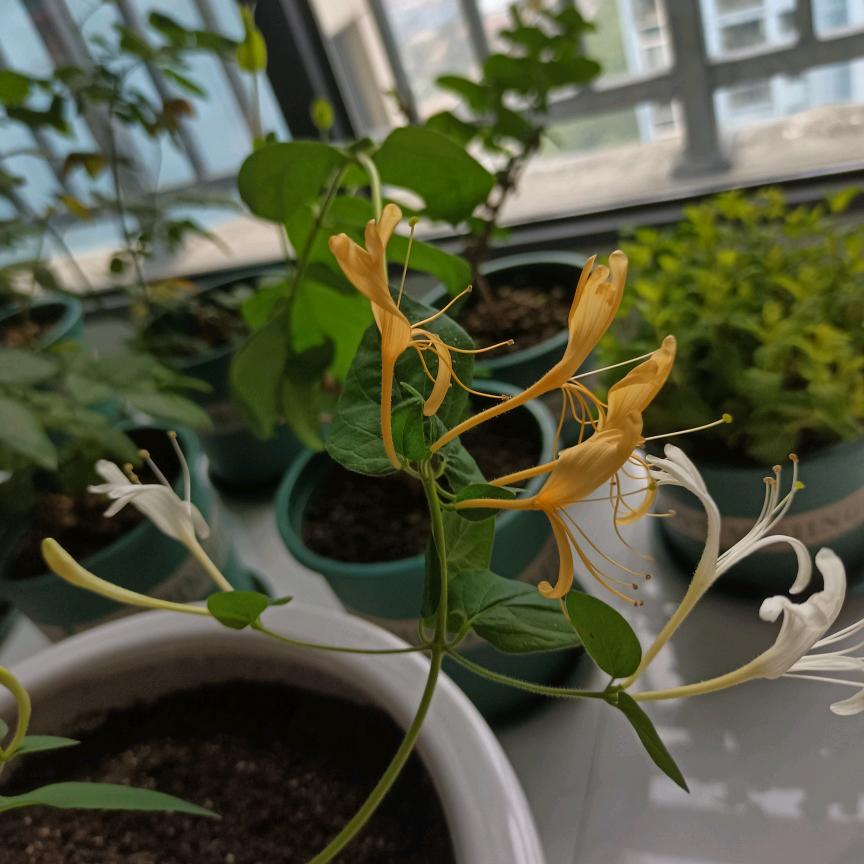 一沐秋风