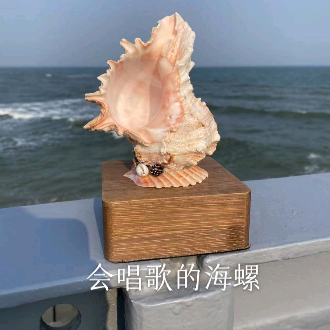 会唱歌的海螺