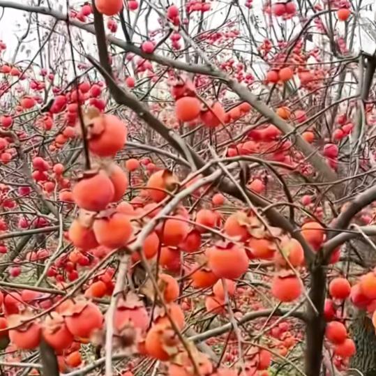 陈红