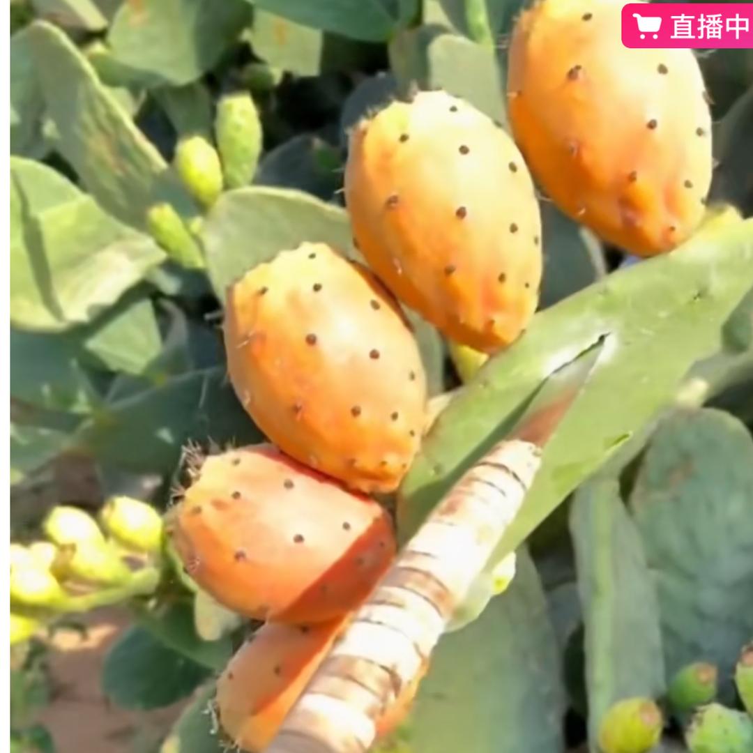 豫妹仙人掌芦荟甄选