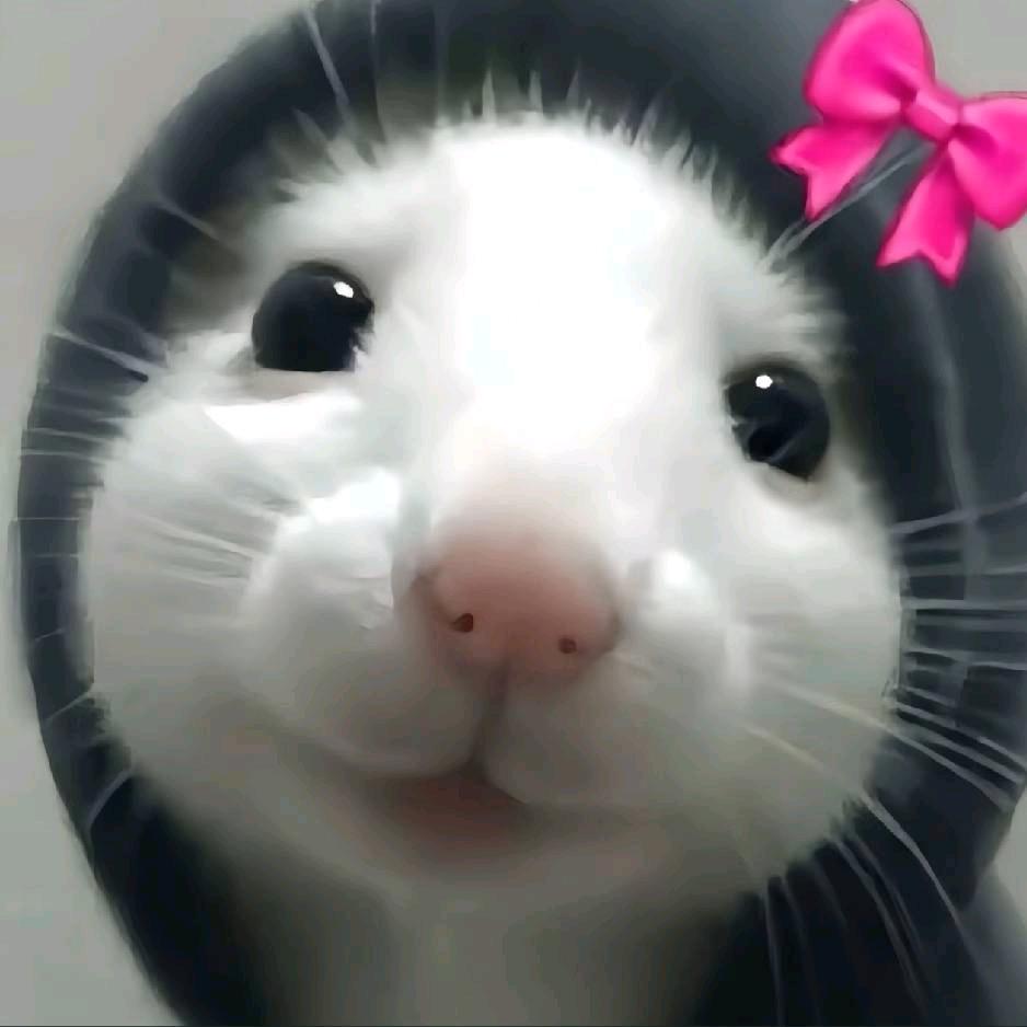 小鲶鱼🐟🐟🐟