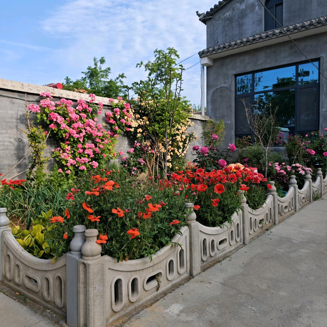 红玫瑰🌹🌹🌹