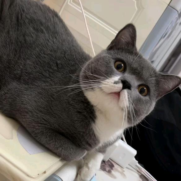 🌈小猫备忘录📝