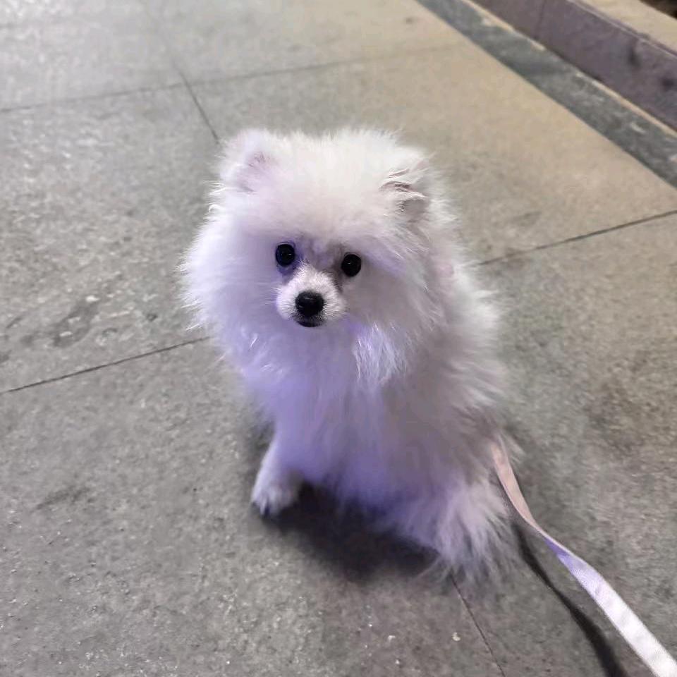 LV莲雾