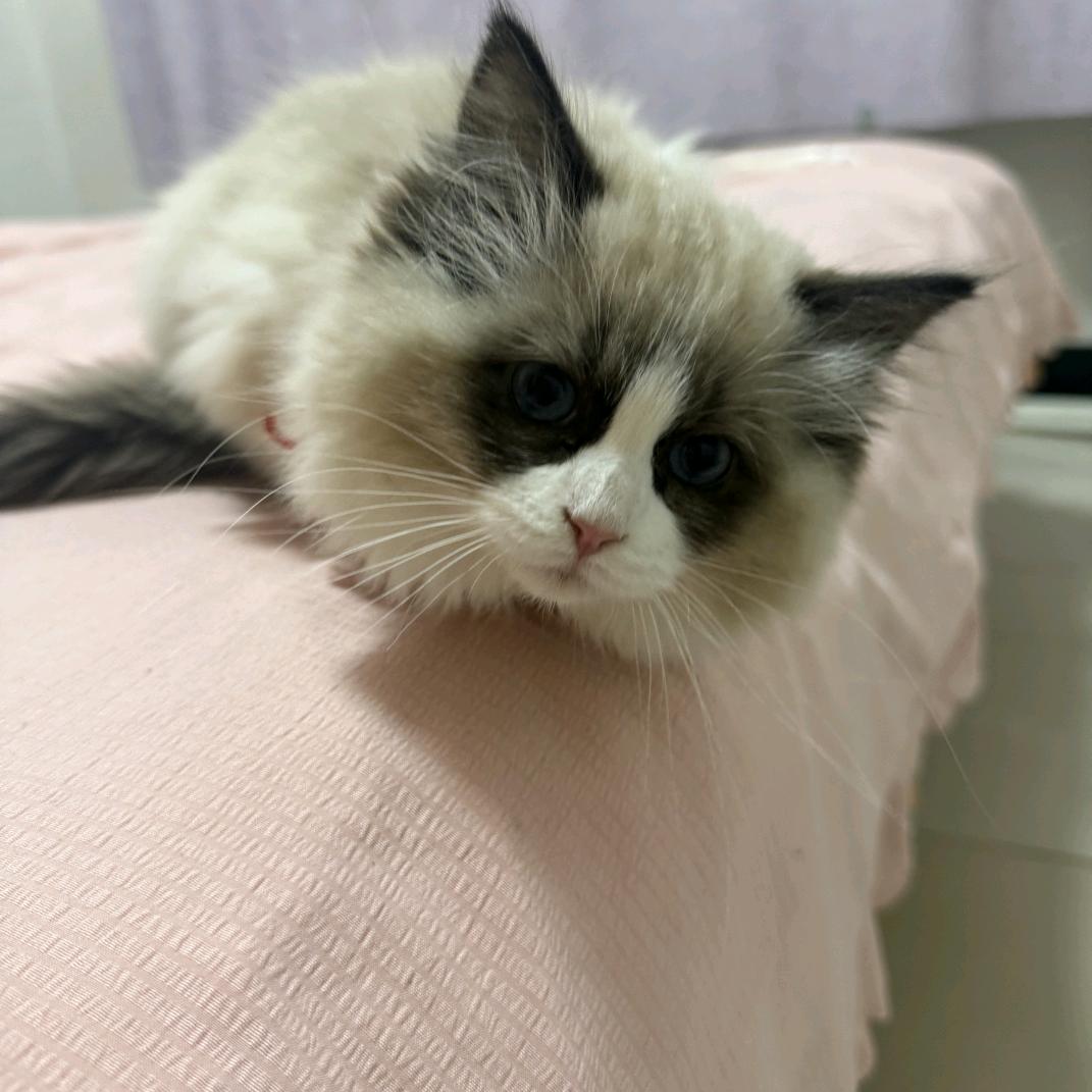 招财（元宝）进宝
