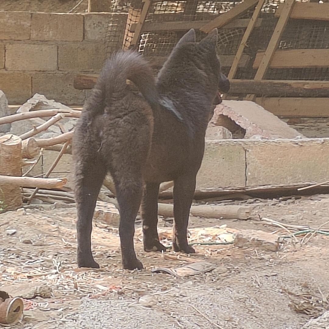 土狗工程
