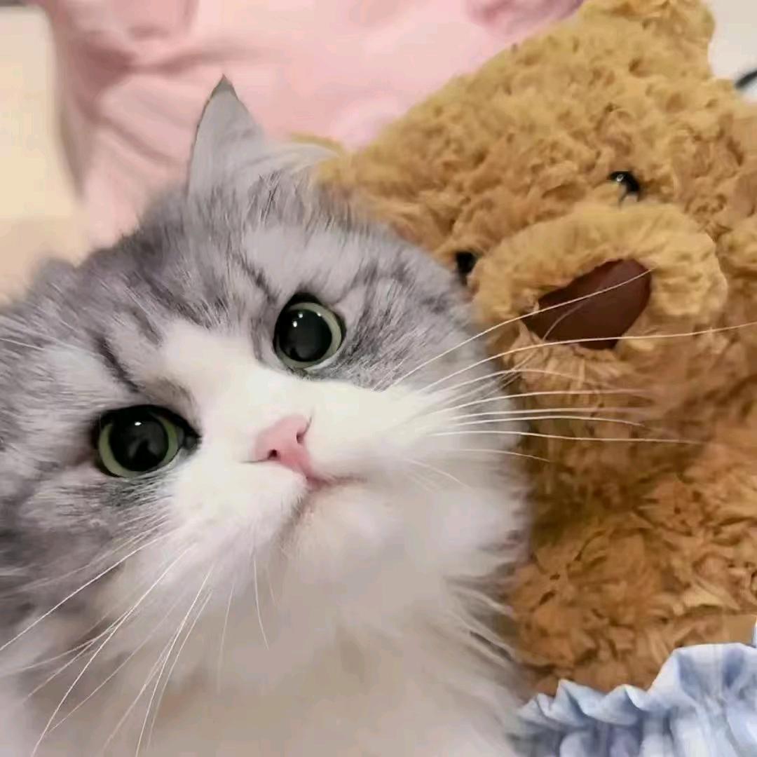 小虎
