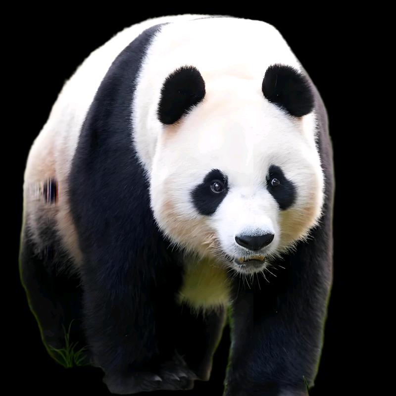 天府熊猫🐼