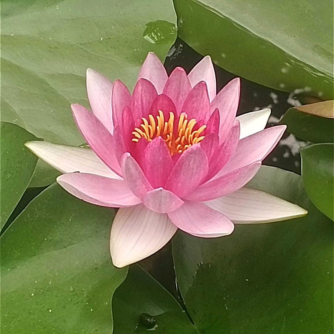 曦