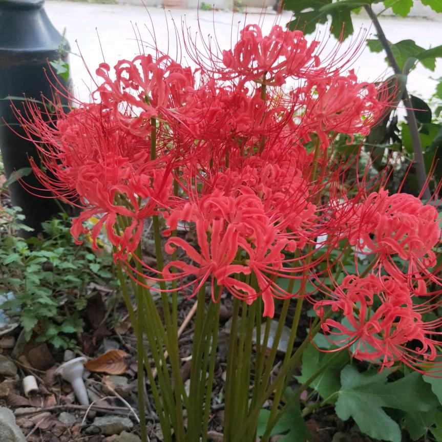 懂得感恩🌹🌸🐉